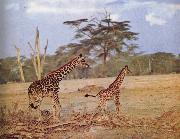 The oppna terrangen am failing giraffe favoritmiljo unknow artist